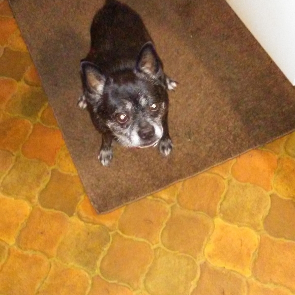 Meet your Posher, Dee - Picture 1 of 1